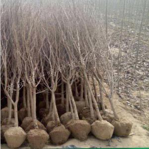 软籽石榴，3年大苗，地径2.5以上，包成活，不活补发